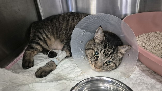 숨 가쁜 고양이, 단순 스트레스 아니었다…심근비대증이 부른 폐수종