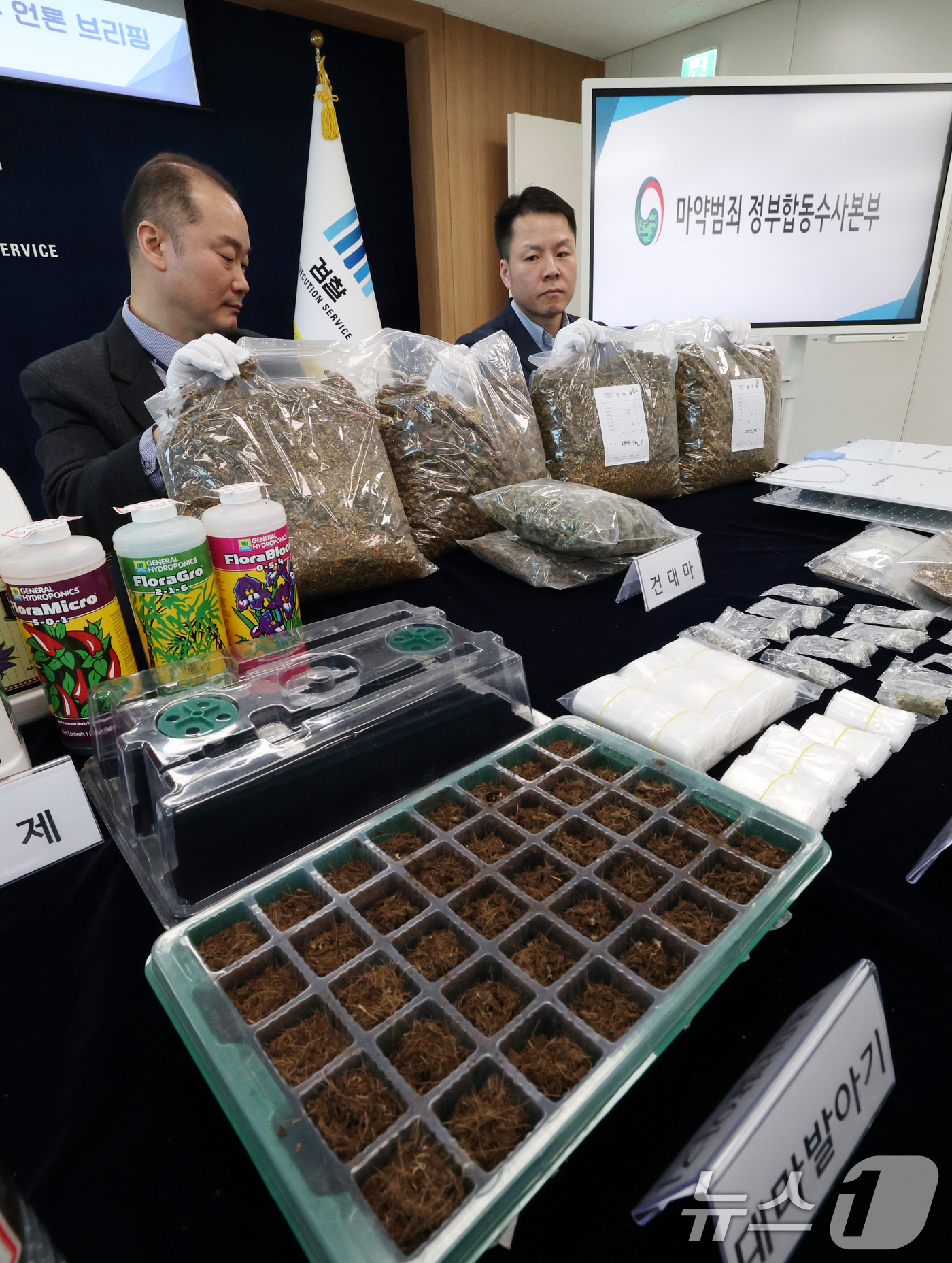 (수원=뉴스1) 김영운 기자 = 12일 경기 수원시 영통구 수원지방검찰청 브리핑룸에서 열린 마약범죄 정부합동수사본부의 대마 재배시설 적발 관련 브리핑에 앞서 수사관들이 건조 대마 …