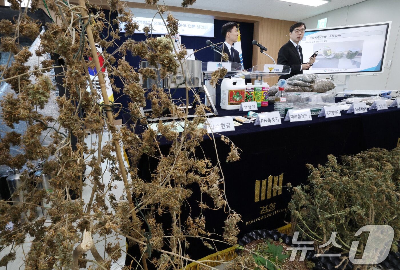 본문 이미지 - 신준호 마약범죄 정부합동수사본부 1부본부장이 12일 경기 수원시 영통구 수원지방검찰청 브리핑룸에서 마약범죄 정부합동수사본부의 대마 재배시설 적발 관련 브리핑이 하고 있다. 2026.2.12 ⓒ 뉴스1 김영운 기자