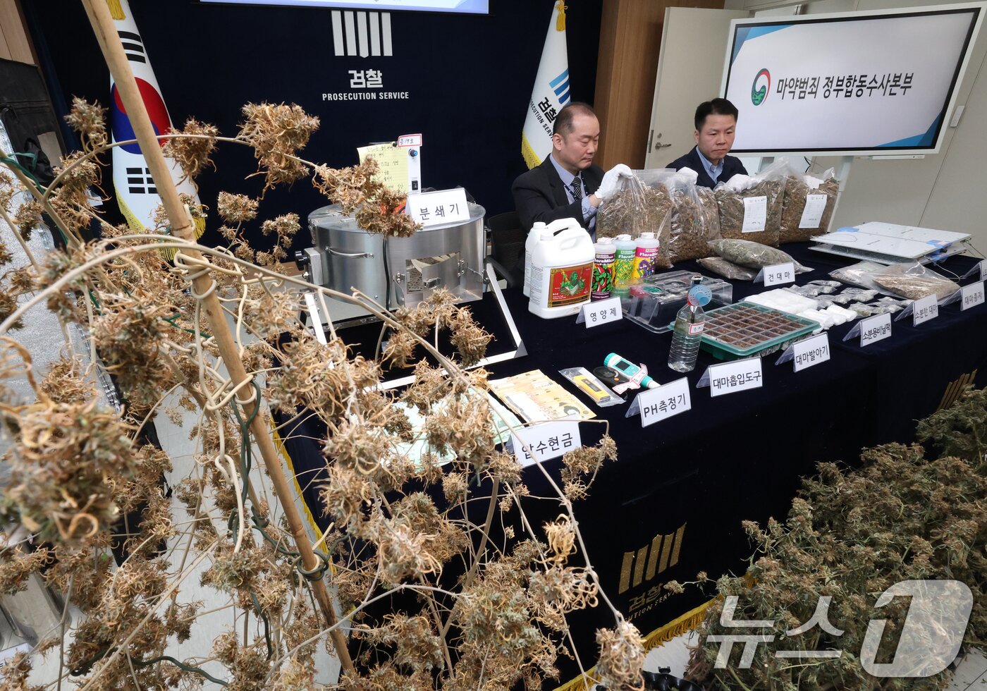 본문 이미지 - 12일 경기 수원시 영통구 수원지방검찰청 브리핑룸에서 열린 마약범죄 정부합동수사본부의 대마 재배시설 적발 관련 브리핑에 앞서 수사관들이 건조 대마 및 대마 재배시설 등 압수품을 공개하고 있다. 2026.2.12 ⓒ 뉴스1 김영운 기자