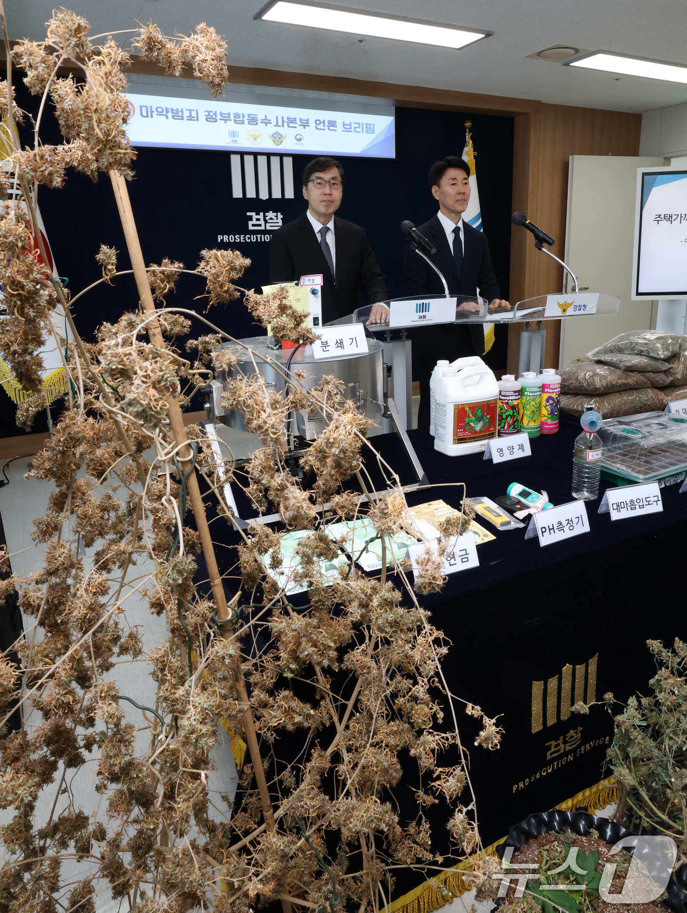 (수원=뉴스1) 김영운 기자 = 신준호 마약범죄 정부합동수사본부 1부본부장이 12일 경기 수원시 영통구 수원지방검찰청 브리핑룸에서 마약범죄 정부합동수사본부의 대마 재배시설 적발 관 …