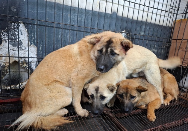 전주서 행인 위협하던 들개 중 3마리 포획…"나머지도 추적"