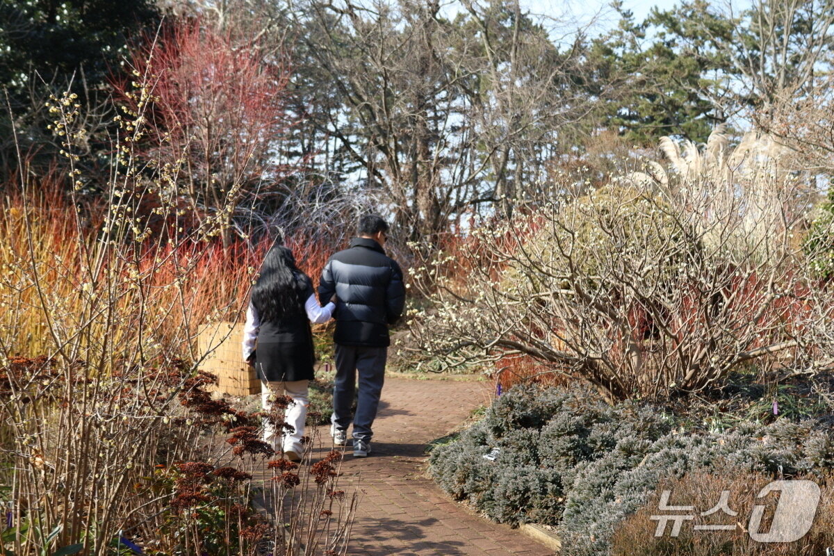 본문 이미지 - 탐방객이 천리포수목원 겨울정원을 거닐고 있다.(천리포수목원 제공. 재판매 및 DB금지)2026.2.12/뉴스1