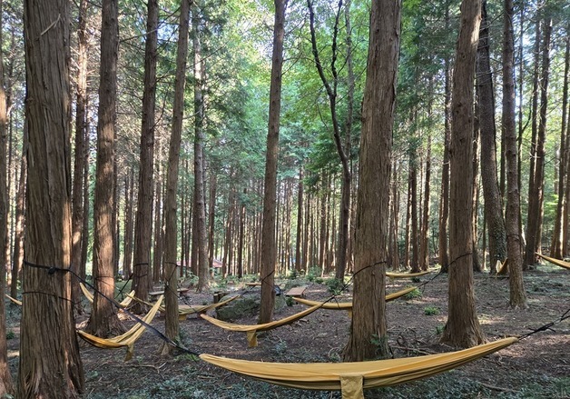 편백숲 우거진 '달보드레농원' 해남 1호 우수 치유농장 선정