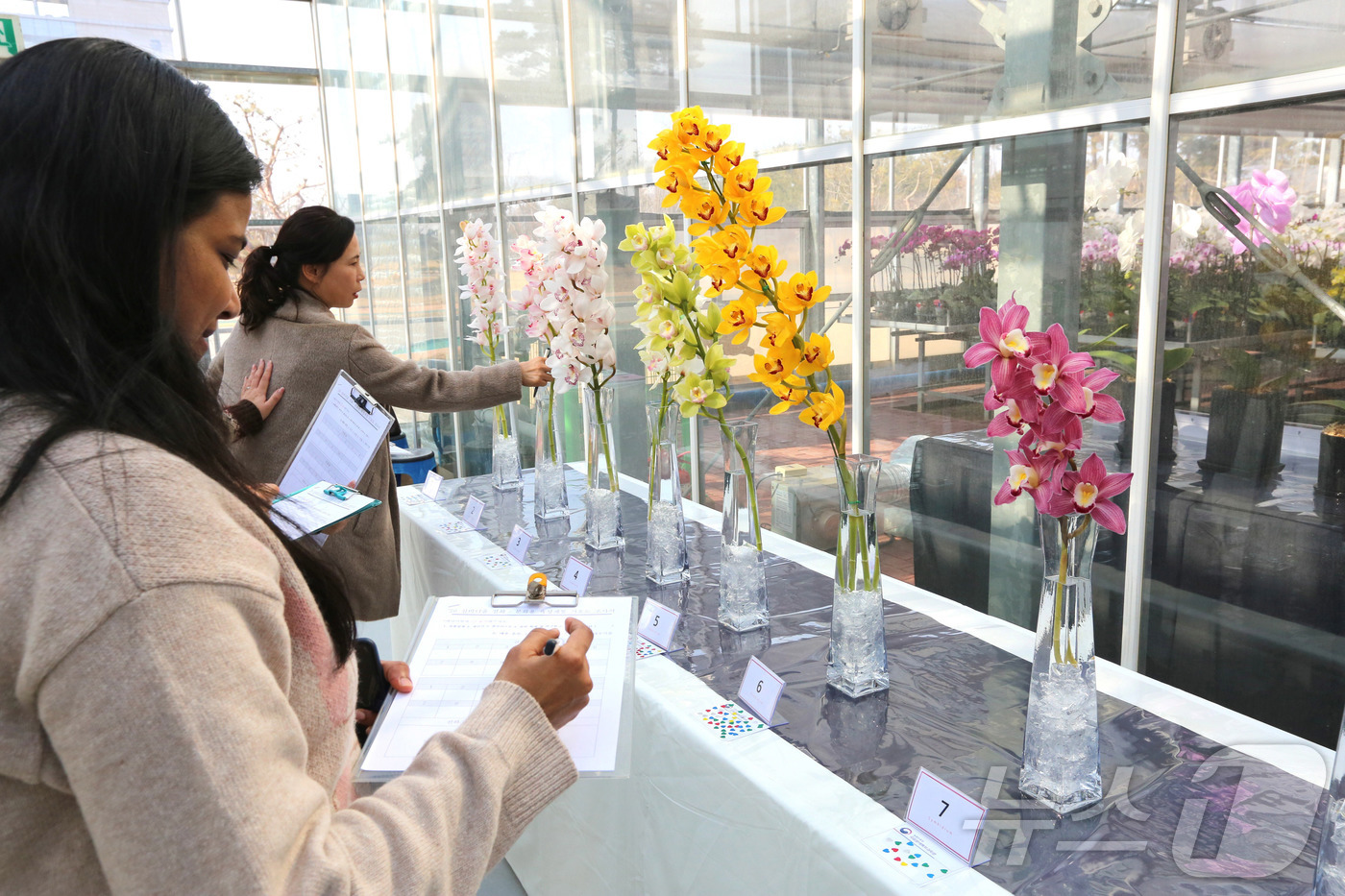 (서울=뉴스1) = 12일 전북특별자치도 완주군 이서면 농촌진흥청 국립원예특작과학원 온실에서 열린 난 평가회에서 화훼 평가단이 국내 육성 심비디움(난) 품종의 꽃 모양과 색상, 상 …