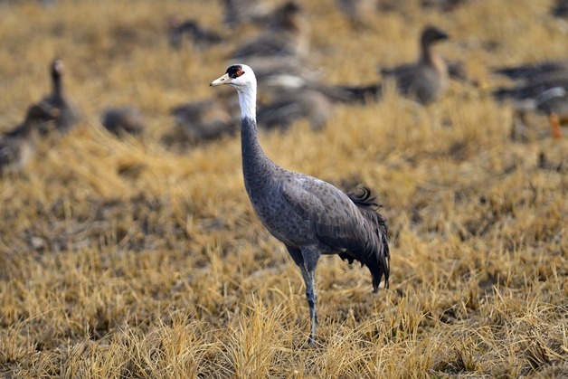서천서 천연기념물 흑두루미 포착…"희귀 철새 서식지"