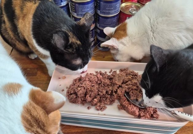 "보호소 고양이도 풍요로운 설 명절"…캔포캣프로젝트 진행