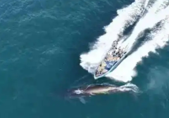 中 어선, 수면 위 고래에 돌진해 '꽝'…"피할 시간 없었다"