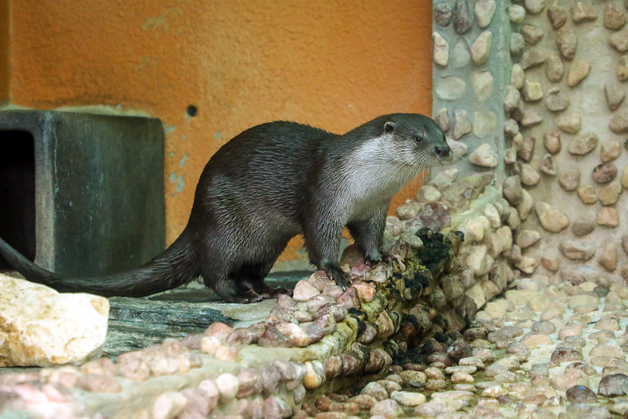 서울대공원 천연기념물 수달 한 쌍, 일본 타마동물원으로