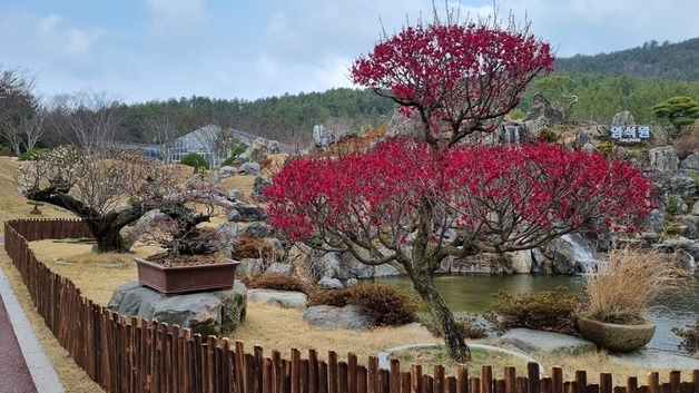 "설 연휴 '꽃캉스', 신안 1004섬 분재정원에서"