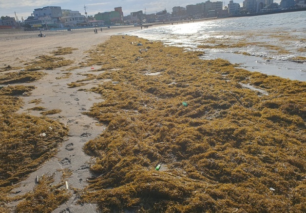 제주 북부해안 괭생이모자반 635톤 유입…전년 대비 11배 ↑
