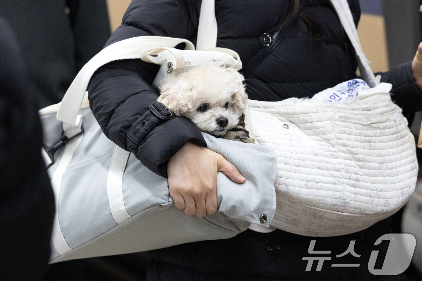 (서울=뉴스1) 이승배 기자 = 설을 앞둔 13일 서울 용산역에서 한 귀성객이 강아지와 함께 열차에 탑승하고 있다. 2026.2.13/뉴스1