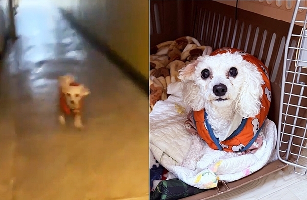 문 열리면 집에 놀러 오는 옆집 강아지…"최고의 이웃사촌"