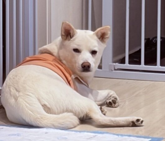 본문 이미지 - 매일 현관 앞에서 우유가 놀러 오기를 기다리는 머루(인스타그램 podopodopo 제공) ⓒ 뉴스1