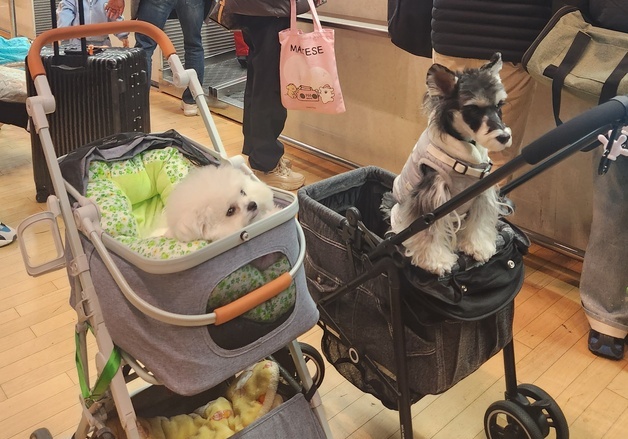 연휴엔 반려견과 칭다오 갈까…펫츠고트래블, 동반여행상품 출시