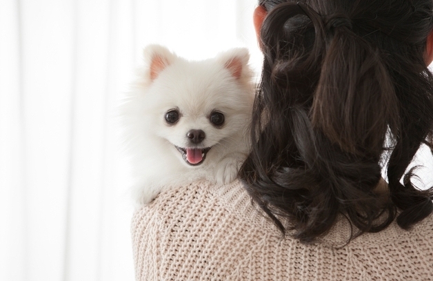 무릎 높이서 '폴짝'했을 뿐인데…설 연휴 반려견 골절 사고 주의