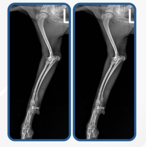 본문 이미지 - 성인 무릎 높이에서 뛰어 내려 착지하다 골절이 발생한 반려견 방사선 검사 이미지(로얄동물메디컬센터 제공) ⓒ 뉴스1