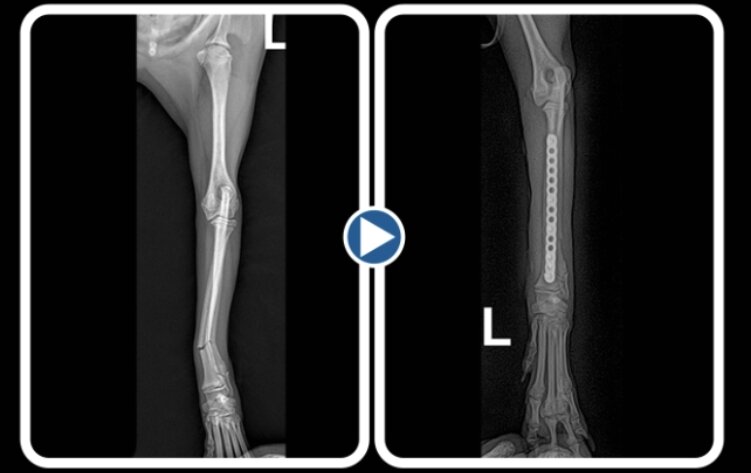 본문 이미지 - 플레이트를 이용한 반려견 요척골 골절 수술 방사선 사진(로얄동물메디컬센터 제고) ⓒ 뉴스1