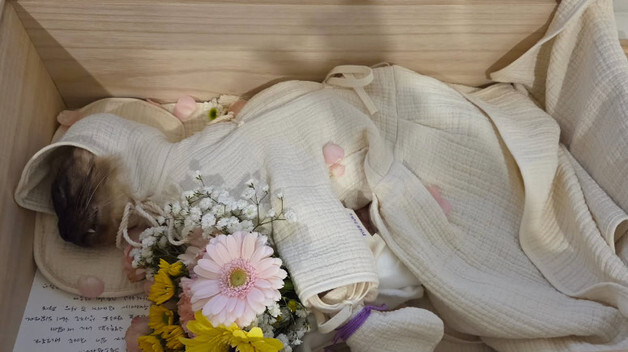 김정난, 19년 함께한 반려묘 떠나 보내 "내 전부이자 우울증 약"