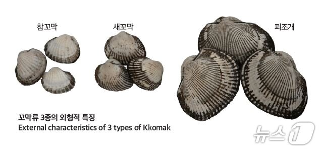 본문 이미지 - 꼬막 3종의 특징(디오션 제공)
