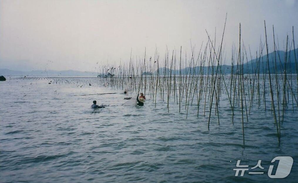 본문 이미지 - 새꼬막 지주식 양식(국립수산과학원 제공)