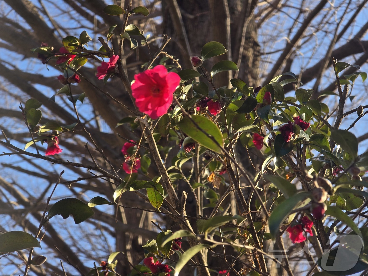 (여수=뉴스1) 황덕현 기후환경전문기자 = 설 명절 연휴인 17일 오후 전남여수 미평동 봉화산 산림욕장에 동백꽃이 피어있다. 2026.2.17/뉴스1