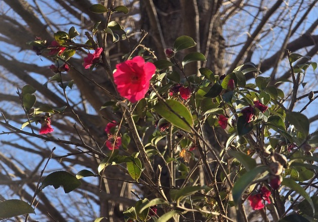 포근한 설 명절, 동백꽃 '활짝'