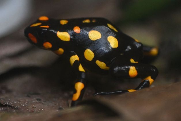 "러 나발니 암살 쓰인 개구리 독은 실험실서 만든 합성물"