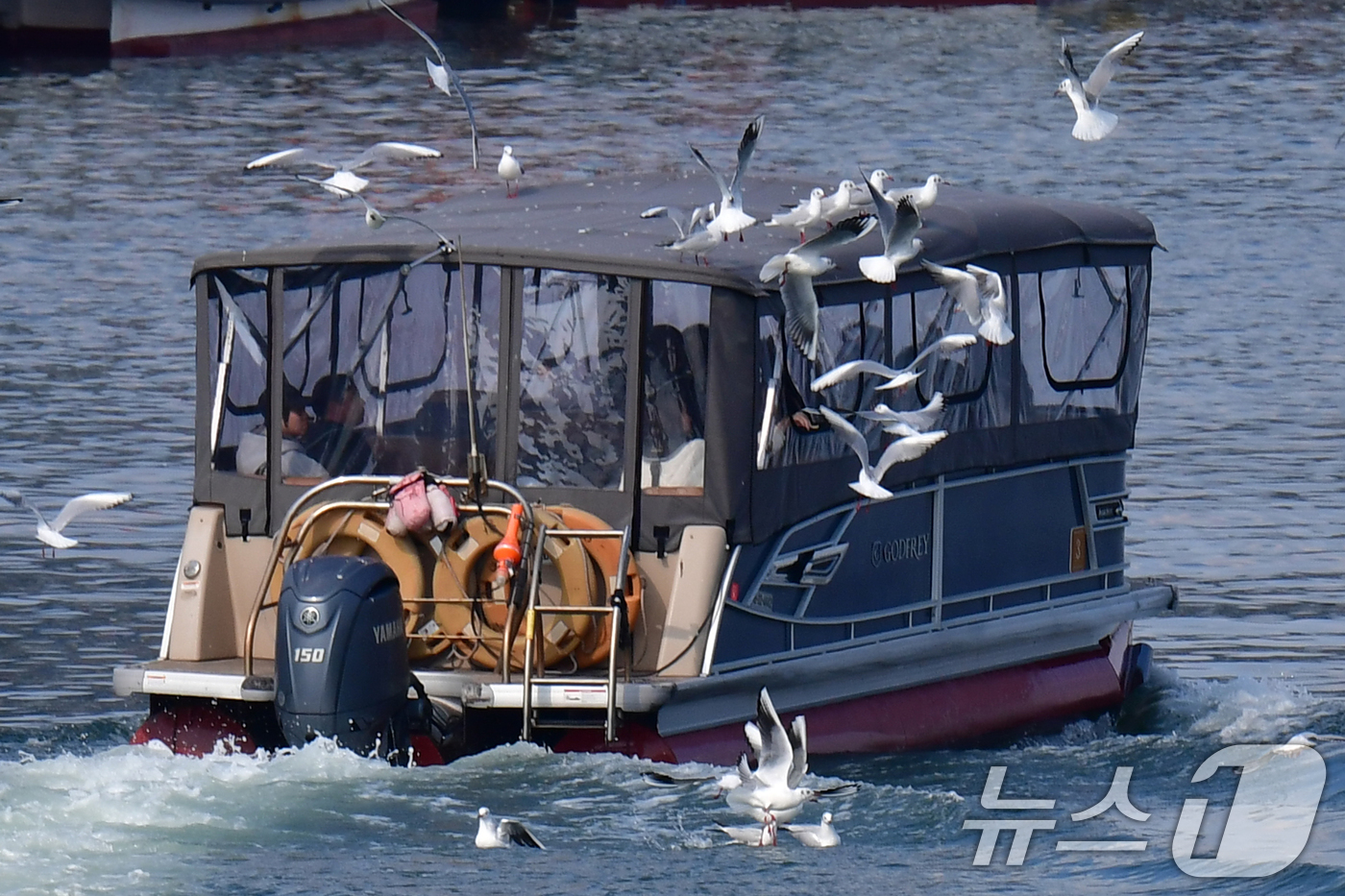 (포항=뉴스1) 최창호 기자 = 설명절 연휴 마지막 날인 18일 경북 포항운하에서 갈매기들이 관광객들이 유람선에서 던져 주는 새우 맛 과자를 받아먹고 있다.  2026.2.18/뉴 …