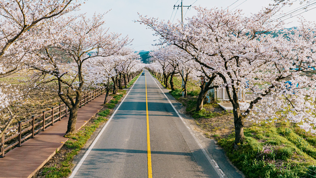 보령시 "사계절 내내 매력 가득 축제들"…음식·꽃·모터스포츠 등 소개