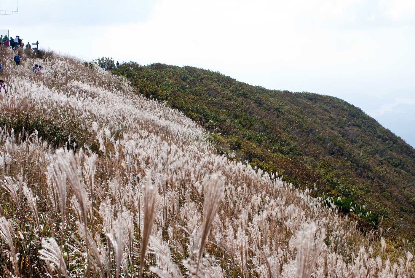 본문 이미지 -  오서산 정상에  핀 억새 모습.(시 제공. 재판매 및 DB금지)/뉴스1