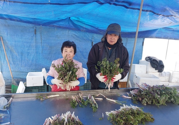 겨울 농한기 소득작물…홍천 '땅두릅' 본격 출하
