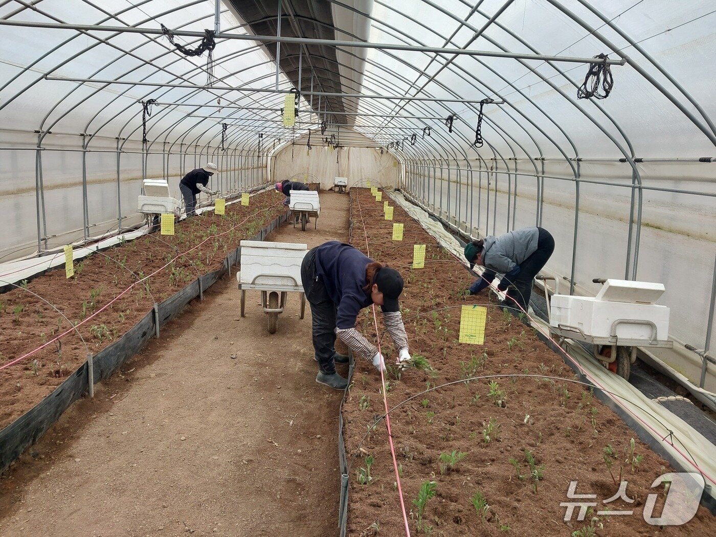 본문 이미지 - 홍천 땅두릅.(홍천군 제공. 재판매 및 DB금지)/뉴스1