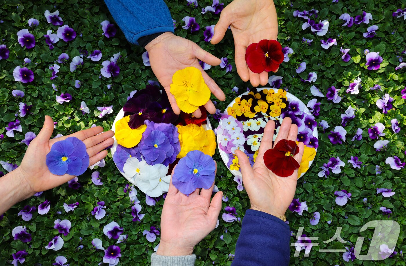 본문 이미지 - 절기상 우수(雨水)인 19일 오전 대전 중구 양묘장에서 관계자들이 봄철 관내에 식재할 꽃들을 돌보고 있다. 2026.2.19 ⓒ 뉴스1 김기태 기자