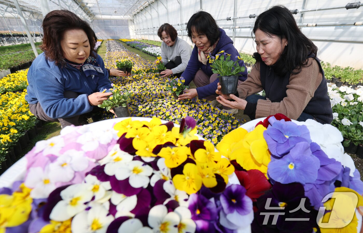 본문 이미지 - 절기상 우수(雨水)인 19일 오전 대전 중구 양묘장에서 관계자들이 봄철 관내에 식재할 꽃들을 돌보고 있다. 2026.2.19 ⓒ 뉴스1 김기태 기자