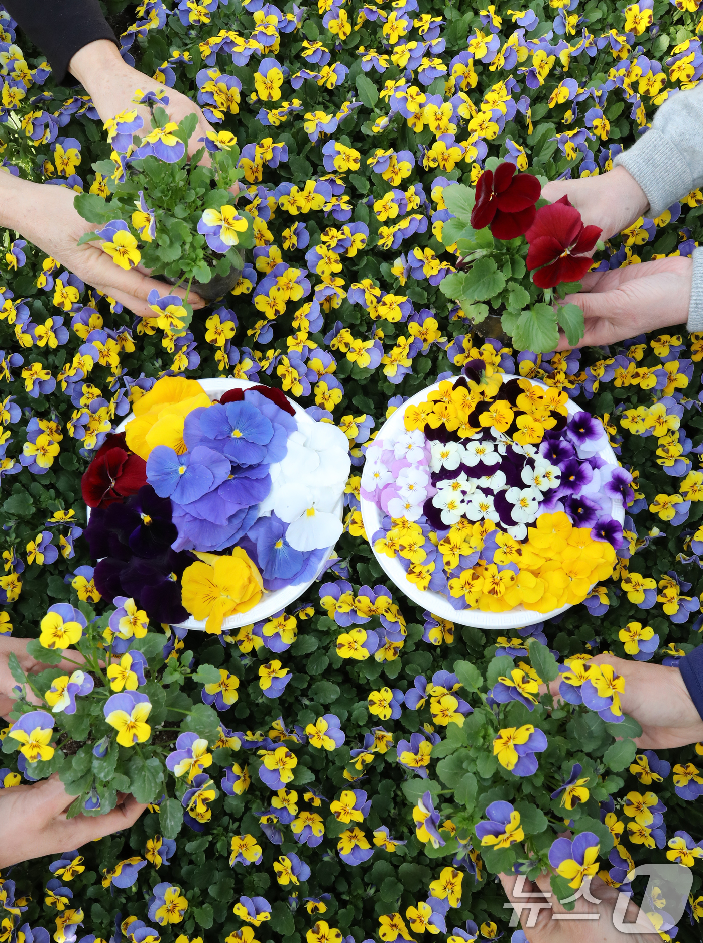(대전=뉴스1) 김기태 기자 = 절기상 우수(雨水)인 19일 오전 대전 중구 양묘장에서 관계자들이 봄철 관내에 식재할 꽃들을 돌보고 있다. 2026.2.19/뉴스1