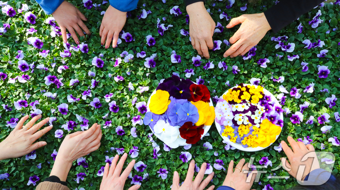 (대전=뉴스1) 김기태 기자 = 절기상 우수(雨水)인 19일 오전 대전 중구 양묘장에서 관계자들이 봄철 관내에 식재할 꽃들을 돌보고 있다. 2026.2.19/뉴스1