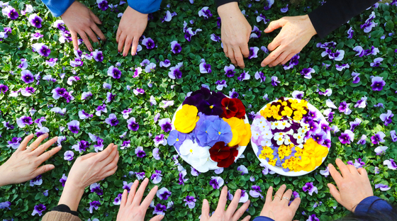 절기 '우수' 봄꽃 준비