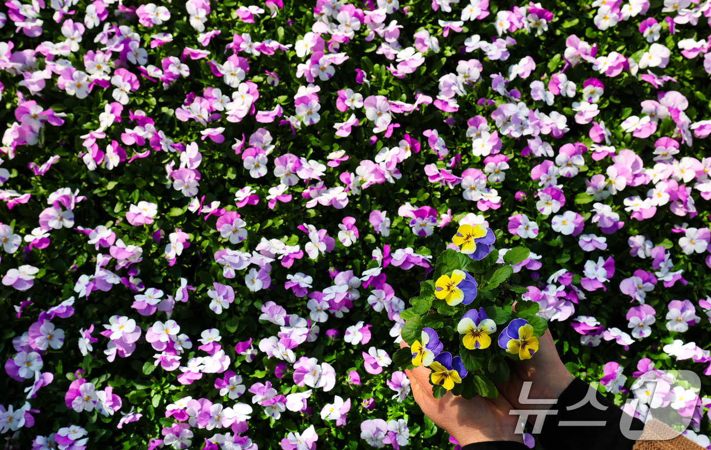 (대전=뉴스1) 김기태 기자 = 절기상 우수(雨水)인 19일 오전 대전 중구 양묘장에서 관계자들이 봄철 관내에 식재할 꽃들을 돌보고 있다. 2026.2.19/뉴스1