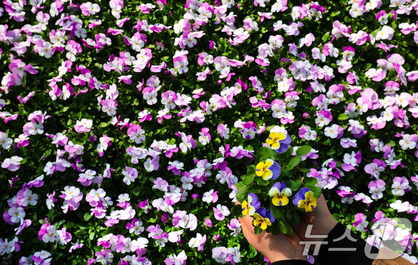 본문 이미지 - 절기상 우수(雨水)인 19일 오전 대전 중구 양묘장에서 관계자들이 봄철 관내에 식재할 꽃들을 돌보고 있다. 2026.2.19 ⓒ 뉴스1 김기태 기자