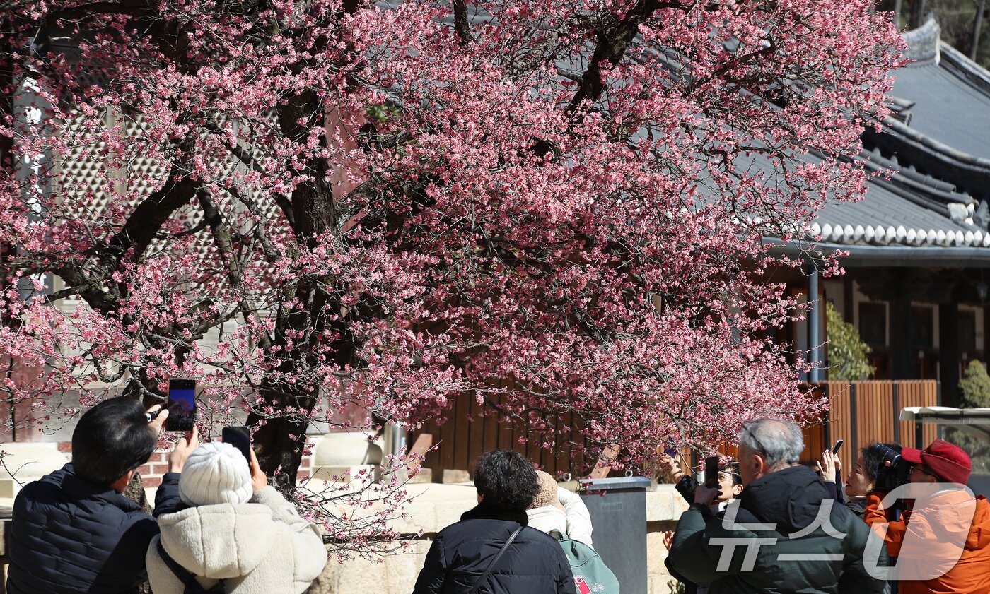 본문 이미지 - 절기상 '우수(雨水)'인 19일 오후 경남 양산 하북면 통도사에서 시민들이 활짝 핀 홍매화를 감상하고 있다. 2026.2.19 ⓒ 뉴스1 윤일지 기자