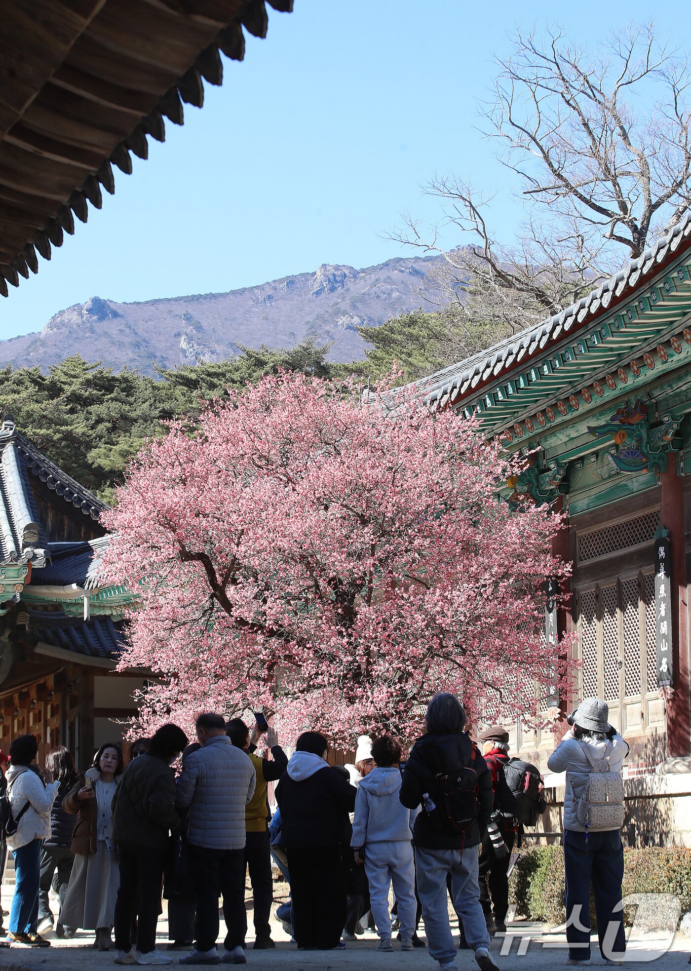 본문 이미지 - 절기상 '우수(雨水)'인 19일 오후 경남 양산 하북면 통도사에서 시민들이 활짝 핀 홍매화를 감상하고 있다. 2026.2.19 ⓒ 뉴스1 윤일지 기자