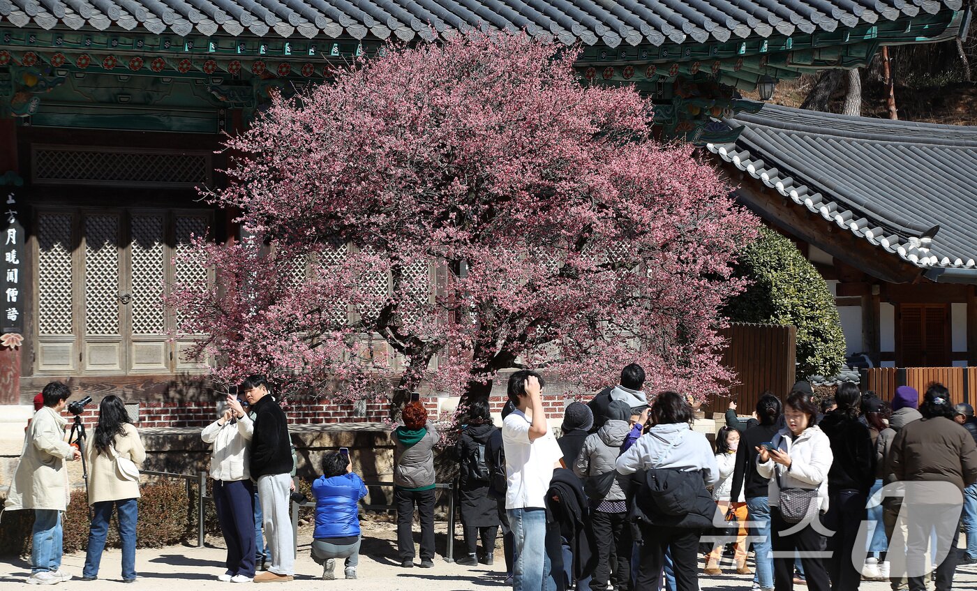 본문 이미지 - 절기상 '우수(雨水)'인 19일 오후 경남 양산 하북면 통도사에서 시민들이 활짝 핀 홍매화를 감상하고 있다. 2026.2.19 ⓒ 뉴스1 윤일지 기자