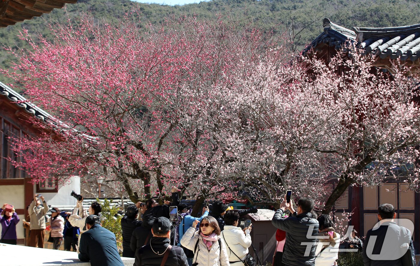 본문 이미지 - 절기상 '우수(雨水)'인 19일 오후 경남 양산 하북면 통도사에서 시민들이 활짝 핀 홍매화를 감상하고 있다. 2026.2.19 ⓒ 뉴스1 윤일지 기자