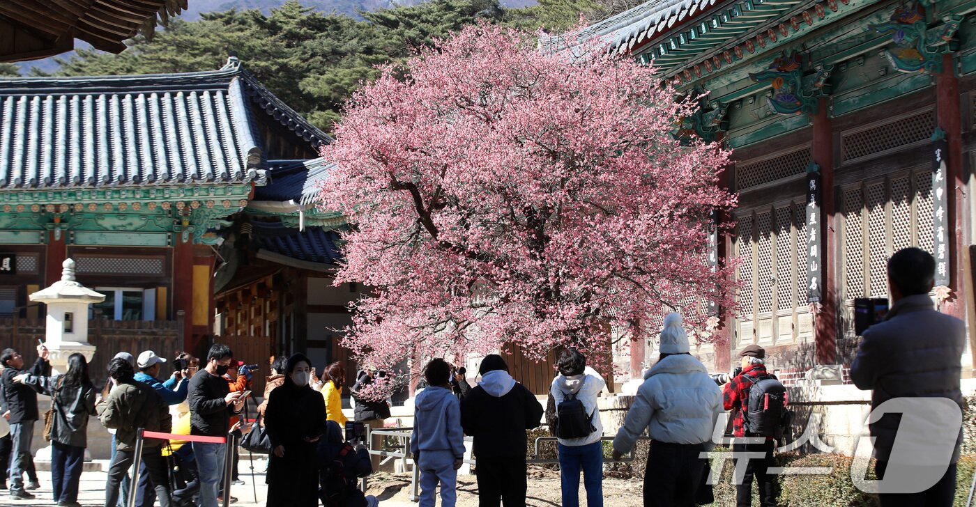 본문 이미지 - 절기상 '우수(雨水)'인 19일 오후 경남 양산 하북면 통도사에서 시민들이 활짝 핀 홍매화를 감상하고 있다. 2026.2.19 ⓒ 뉴스1 윤일지 기자
