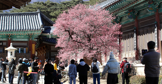 통도사 홍매화 감상하는 시민들