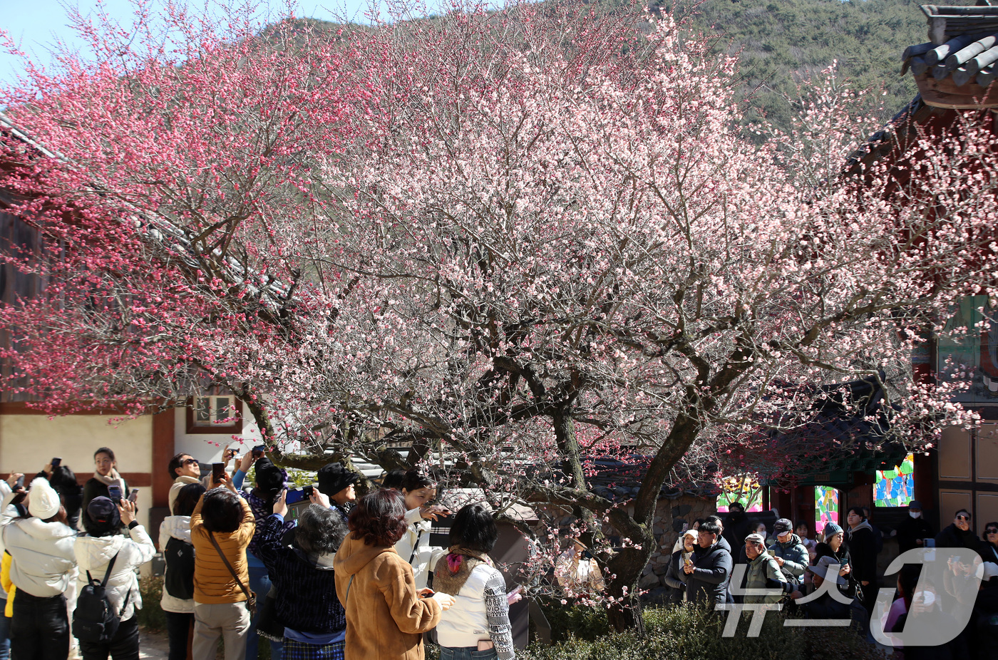 (양산=뉴스1) 윤일지 기자 = 절기상 '우수(雨水)'인 19일 오후 경남 양산 하북면 통도사에서 시민들이 활짝 핀 홍매화를 감상하고 있다.  2026.2.19/뉴스1