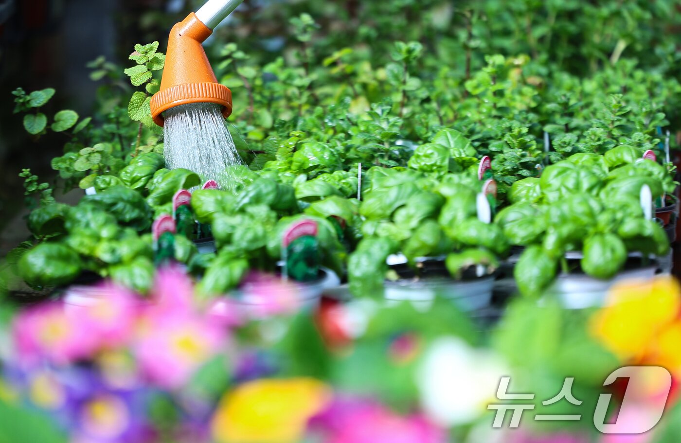 본문 이미지 - 절기상 우수(雨水)인 19일 인천 서울 서초구 양재화훼단지에서 직원이 다양한 화분에 물을 주고 있다. 2026.2.19 ⓒ 뉴스1 김도우 기자