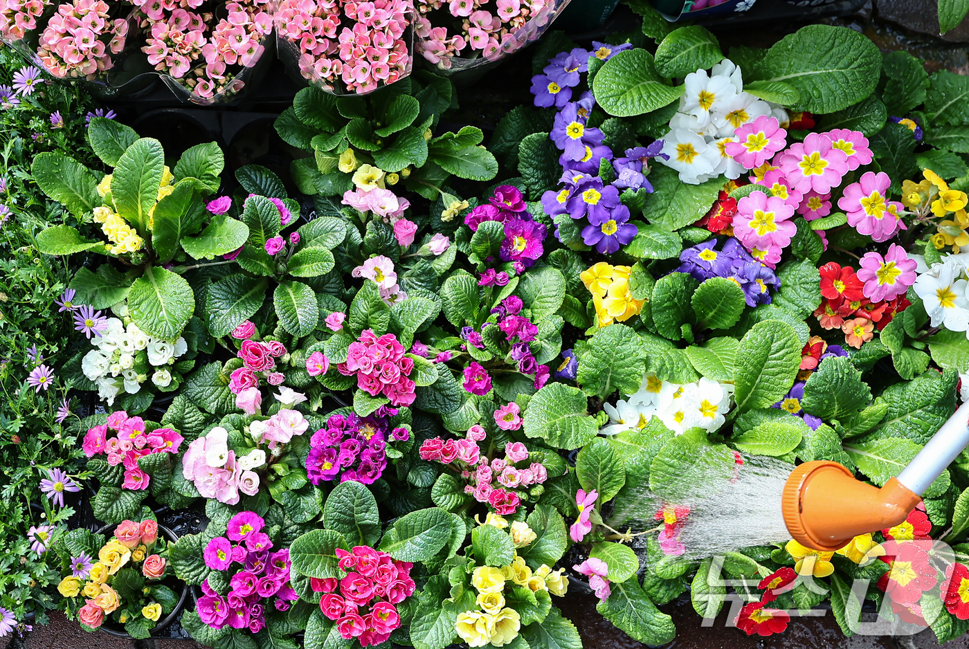 (서울=뉴스1) 김도우 기자 = 절기상 우수(雨水)인 19일 인천 서울 서초구 양재화훼단지에서 직원이 다양한 화분에 물을 주고 있다. 2026.2.19/뉴스1