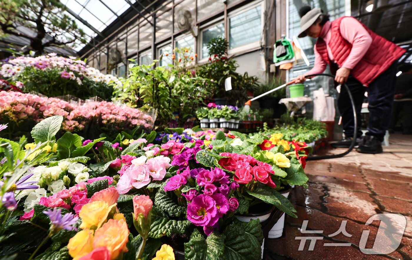 본문 이미지 - 절기상 우수(雨水)인 19일 인천 서울 서초구 양재화훼단지에서 직원이 다양한 화분에 물을 주고 있다. 2026.2.19 ⓒ 뉴스1 김도우 기자